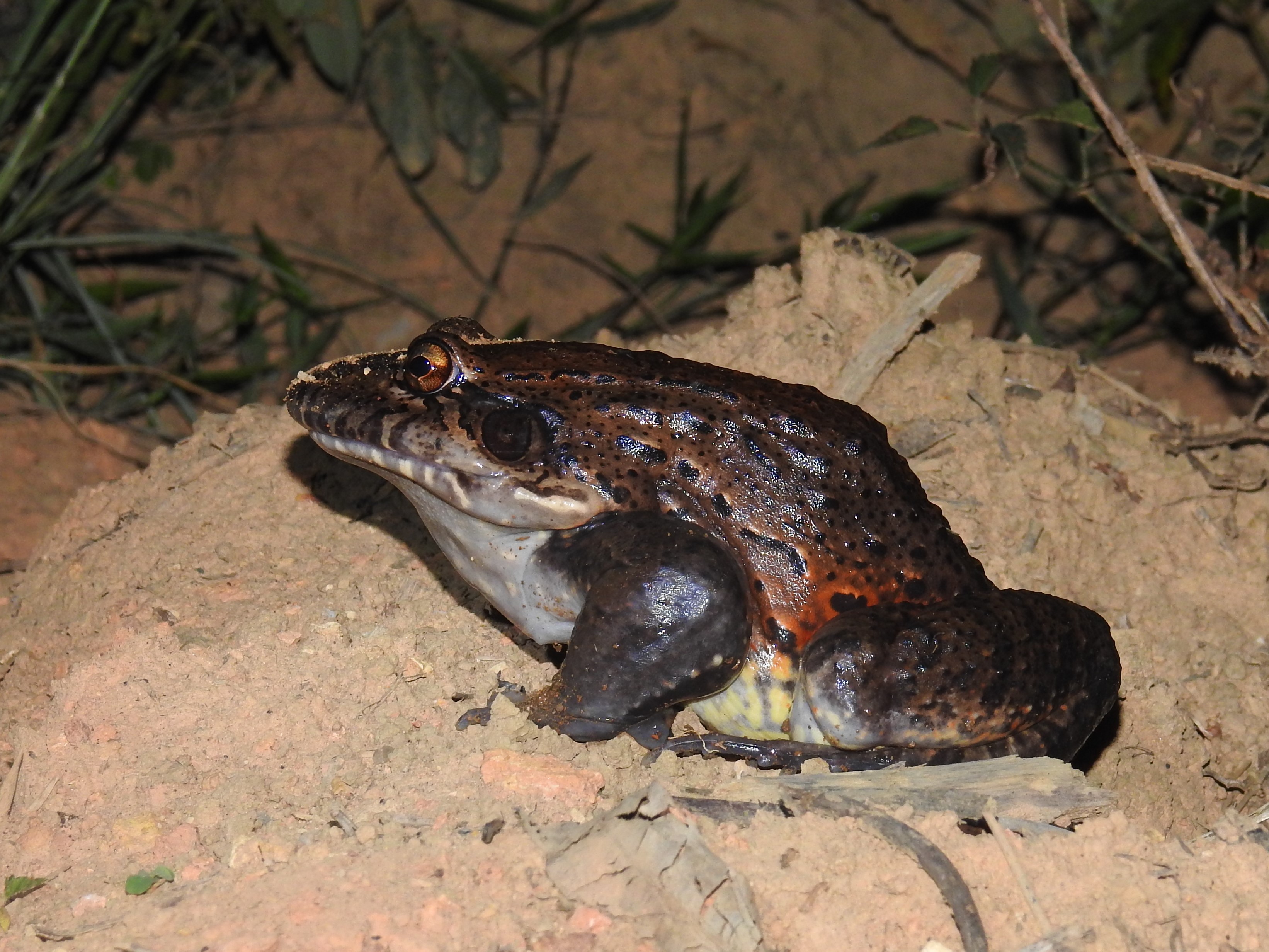 19 Leptodactylus labyrinthicus.jpg