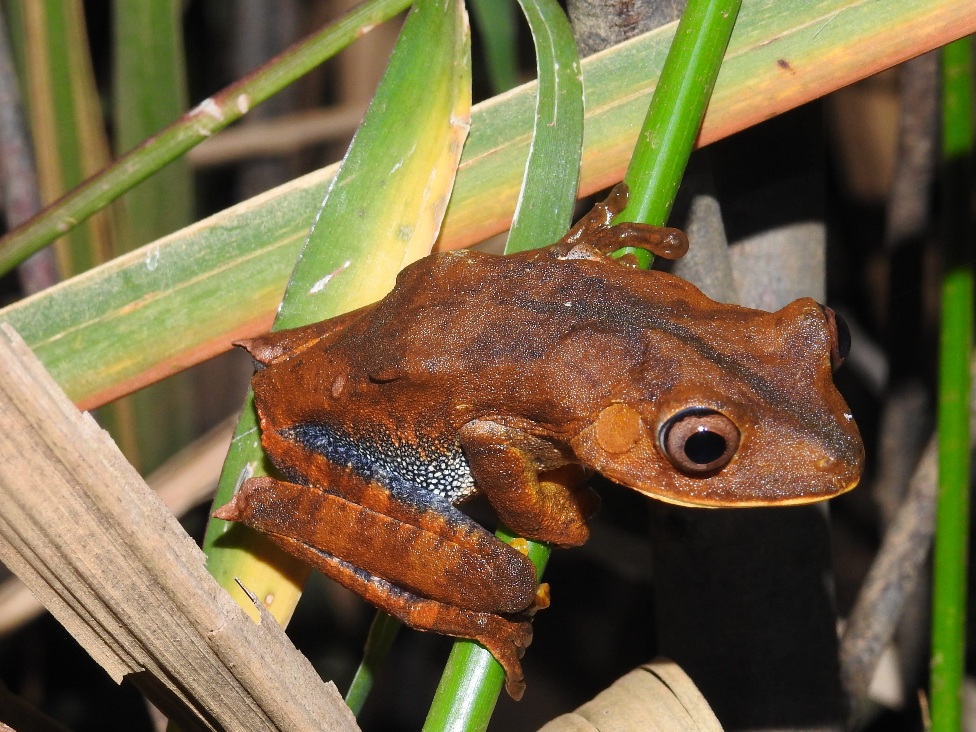 12 Boana semilineata.jpg