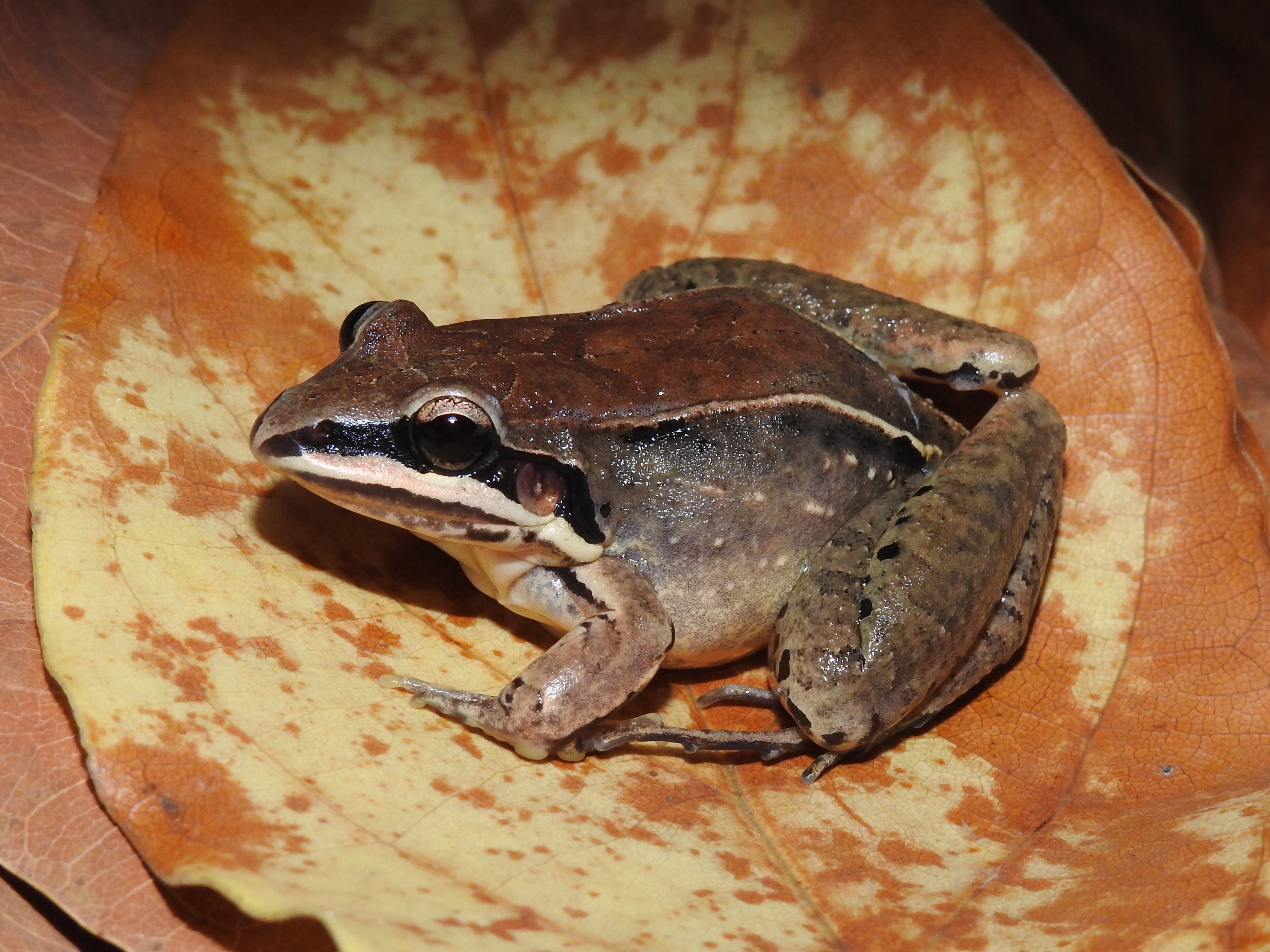 21 Leptodactylus aff spixi.jpg